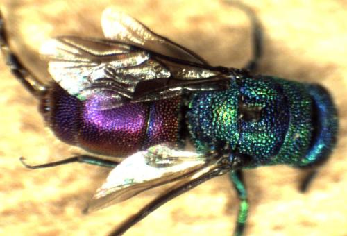 Réf. 297 156 : Chrysis interjecta